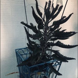 Meet your Posher, Venessa